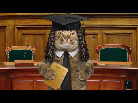 Вторжение в частную жизнь? ➤ Кошка Чечня БлоХер