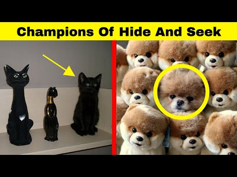 Hilarious Animals Who Are The Absolute Champions Of Hide And Seek