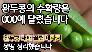 완두콩 재배 꿀팁 몽땅 정리했습니다. 완두콩 수확량 000에 달렸습니다