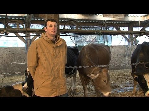 comment investir dans une vache