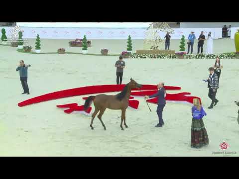 N 28 MDS HIND   Sharjah Arabian Horse Festival 2020   Yearling Fillies Class 1B