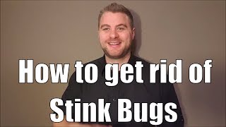 How to get rid of stink bugs and a few facts about conifer bugs you may not know