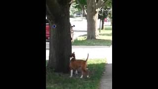 Dogs can climb trees!