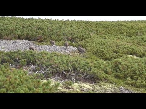 【ドキュメンタリー】奇跡の鳥・ライチョウ～北アルプス乗鞍岳の保護活動～