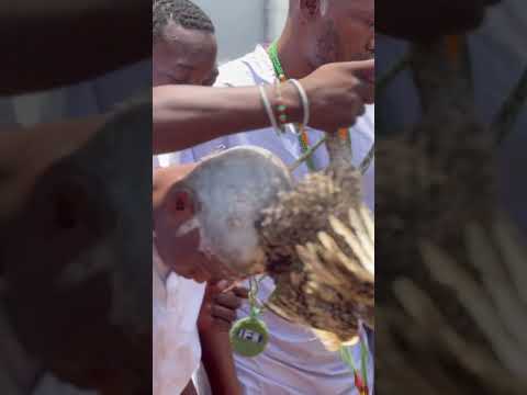 Ifa initiation #ifa #ifainitiation #spiritual #spiritualawakening #spiritualjourney #yoruba #isese