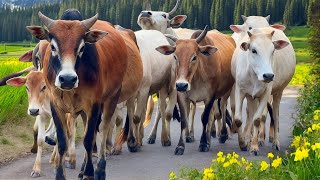 Download lagu Kerumunan Sapi lembu jinak Di padang rumput, Suara Sapi Moo, Sapi lucu sedang makan rumput hijau mp3