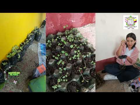 Proyecto Huerta Escolar - Maticas del Roble