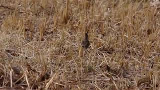 20180228ﾋﾊﾞﾘ（雲雀）