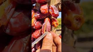 How To Cut Dates 😍 | Fresh Fruit Cutting In My Farm