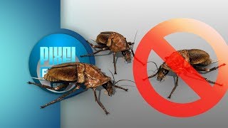 Download lagu Anti Roaches Invasion Ultrasonic Sound Stop Beetle Insects How to get rid of Cockroach Forever mp3