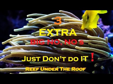 3 Extra Big NO, NO s in keeping Bubble Tip Anemones