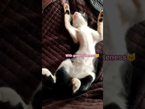 Moto of my cat well explained😹 #sleepycat #cat #catlover #funnycats #lovelycat #catworld #kitty