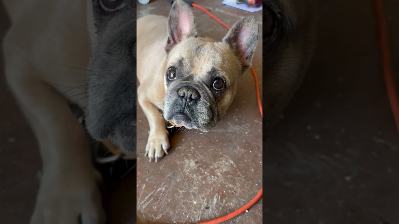 Enlarge Scoots Von Kissyface, a ADOPTABLE mixed breed in Murrieta, CA video 2/5