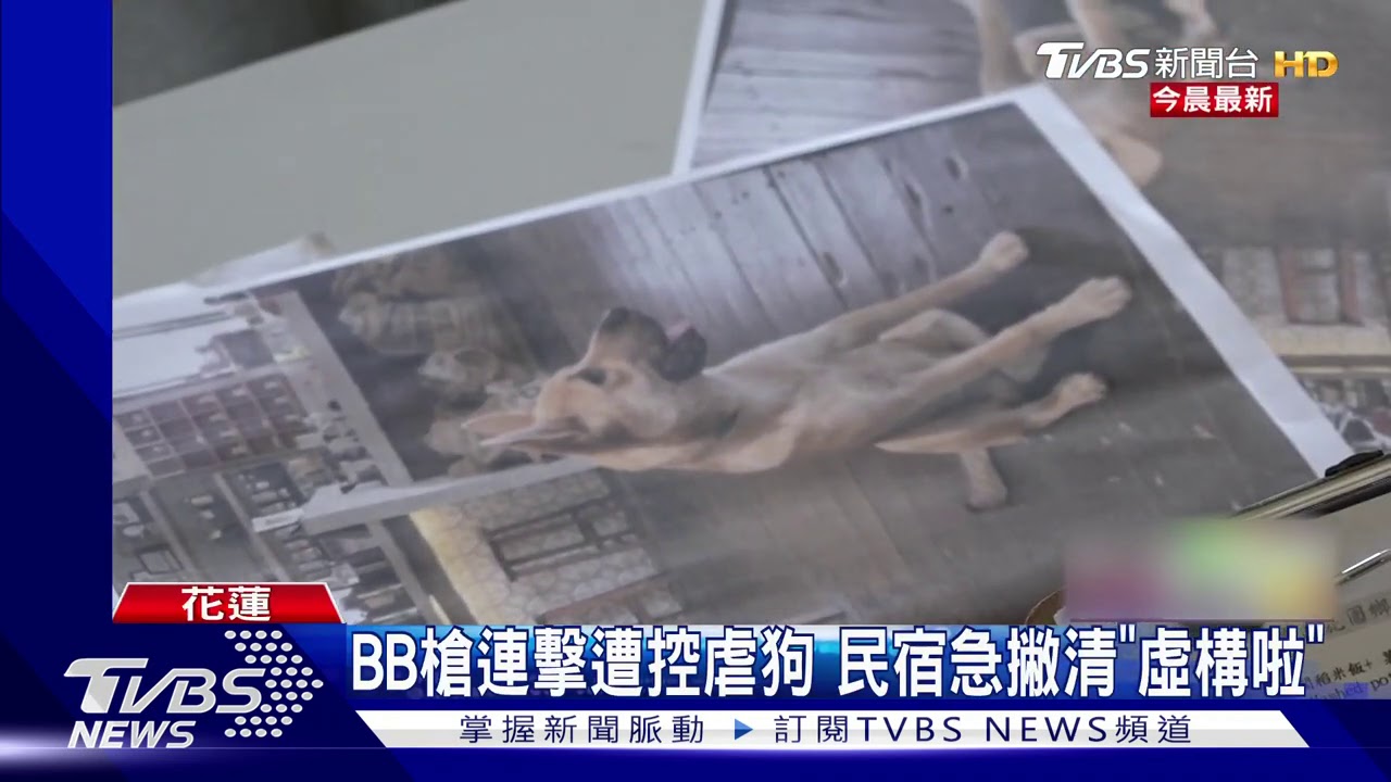 BB槍連擊遭控虐狗 民宿急撇清「虛構啦」
