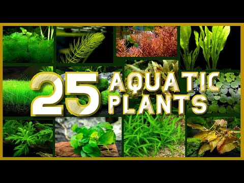 freshwater aquarium plants list