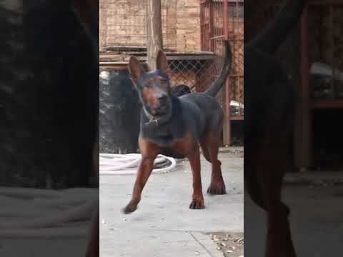Chinese Red Dog # Guard dog# Police dog   #  Wolfdog # k9 #  Laizhou Red Dog  #