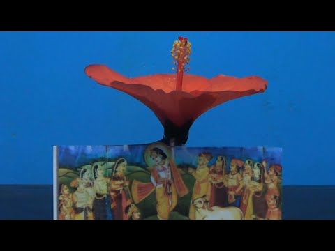 Shri Krishna Bhagwan with hibiscus flower resembling holding of Govardhan Parvat
