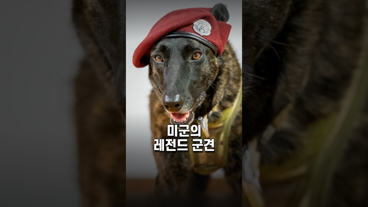 전장에서 활약한 미군 군견의 역할