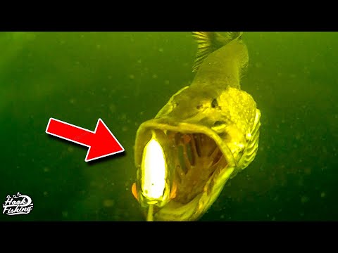 Epic Underwater Pike Strikes - See How they Take the Bait