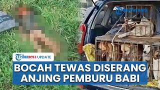 Detik-detik Bocah 9 Tahun Tewas Mengenaskan seusai Diserang Anjing Pemburu Babi di Hutan Bogor