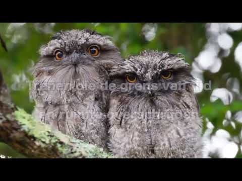 Opwekking 434 Tot zijn eer en heerlijkheid