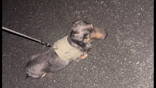 ライブするよー🐶 | 作業や勉強、睡眠のおともに | 犬のいる暮らし