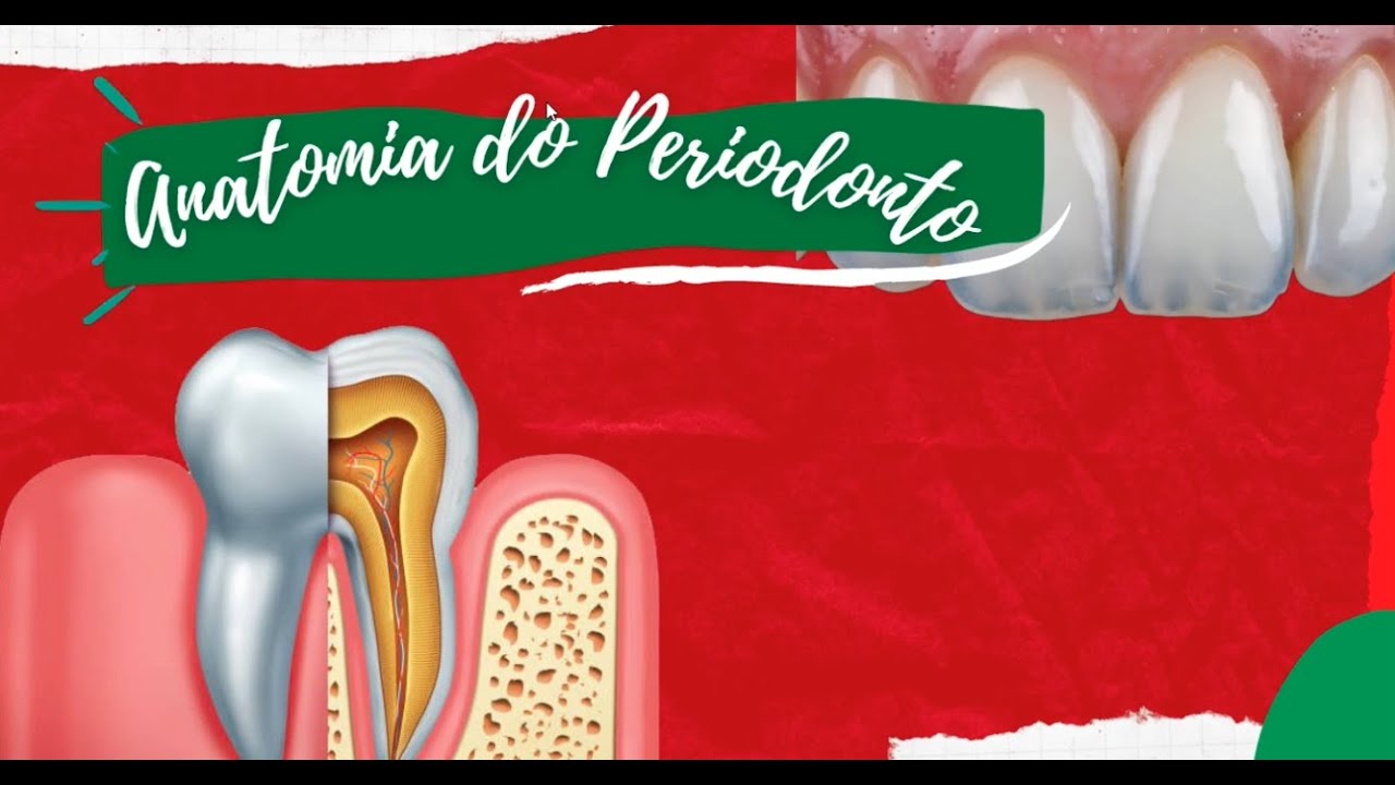 (PERIODONTIA): Anatomia do Periodonto
