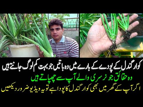 , title : 'Things that few people know about the aloe vera plant | Secret To Grow Aloe Vera Plant'