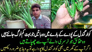 Things that few people know about the aloe vera plant | Secret To Grow Aloe Vera Plant