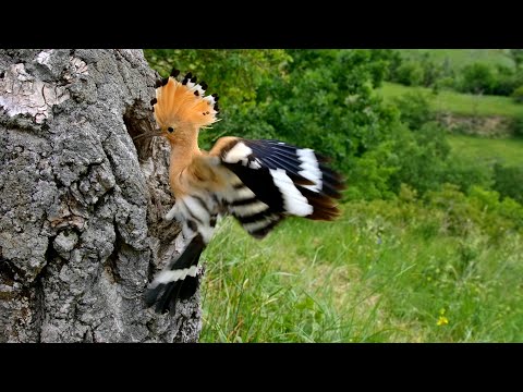 Nesting birds – Eurasian hoopoe (Upupa epops)