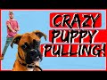 How To Obedience Train Your Boxer Puppy Dog Training With Americas Canine Educator