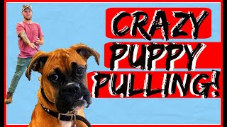How to Obedience Train your Boxer Puppy - Dog Training with Americas Canine Educator