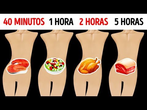 Cuánto Tiempo Permanecen Tus Alimentos En Tu Estómago