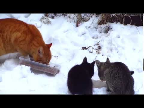 I found a new colony of cats with kittens 29