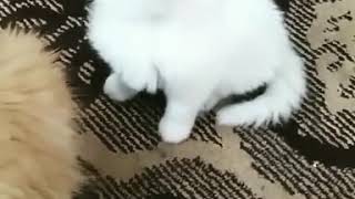 Download lagu Biliya  Biliya ankiya mp3