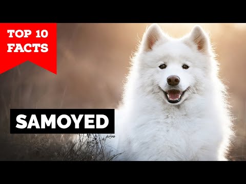 Samoyed - Top 10 Facts