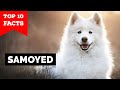 Samoyed Top 10 Facts