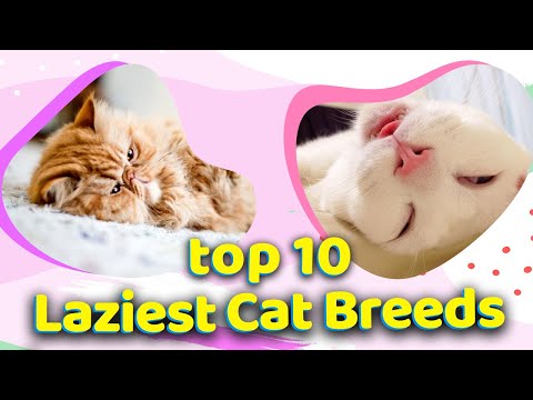 Top 10 Laziest Cat Breeds in the World  😻