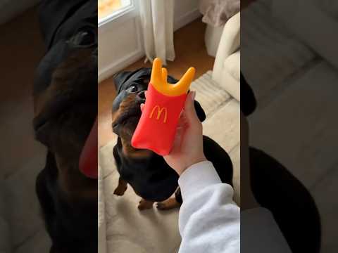 McDONALD’S lance des JOUETS pour CHIENS 🐶