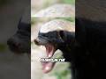 Why Honey Badgers Is An Absolute Boss Honeybadger Facts Wildlife