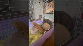 フトアゴとうさぎ #rabbit #ネザーランドドワーフ #フトアゴヒゲトカゲ #爬虫類