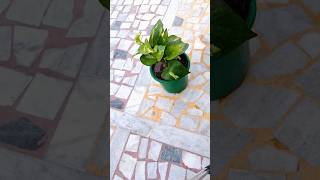 Transferring a money plant Pothos from water to soil  #garden #houseplants #plants #indoorplants