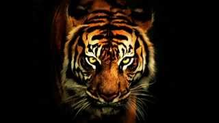 Survivor - Eye Of The Tiger