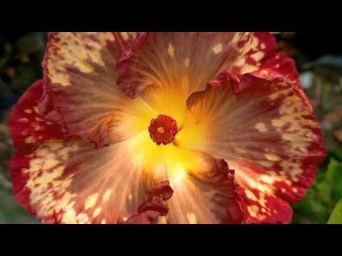 Vrinda garden is live!