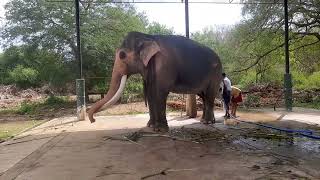Kelaniya kandula elephant kataragama worship 2023