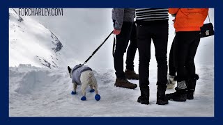 Winter Booties for Dogs