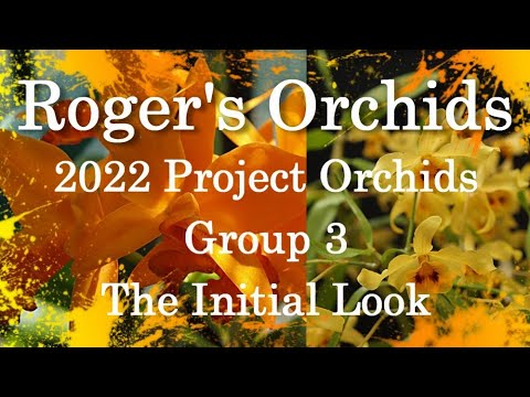 2022 Project Orchids - Group 3, The Initial Look