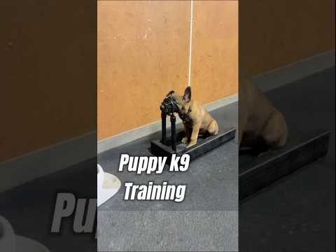 Basic K9 Puppy Training #dog #k9 #germanshepherd #puppy #malinois #dogtraining