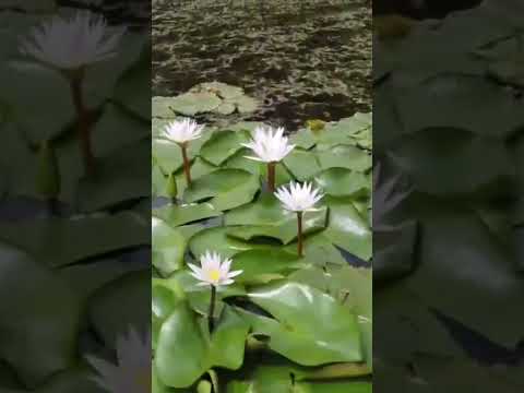 Laguna de Ubaque cundinamarca #nature #relaxing #familia