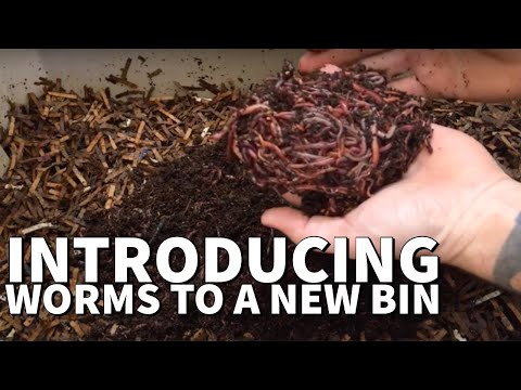 Introducing Worms To A New Bin